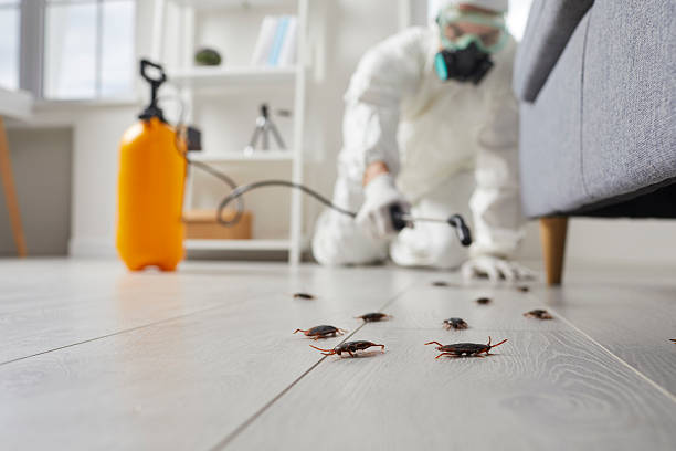 Post-Treatment Bed Bug Interceptor Monitoring in Cadillac